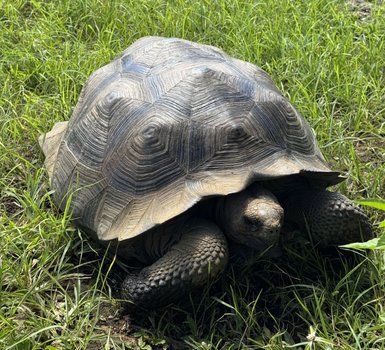 Eine große Schildkröte liegt auf dem grünen Gras, ihr Panzer zeigt eine interessante, strukturierte Oberfläche.
