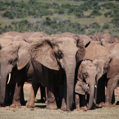 Viele Elefanten stehen dicht beieinander in der Savanne des Addo Nationalparks – Garden Route mit Kindern