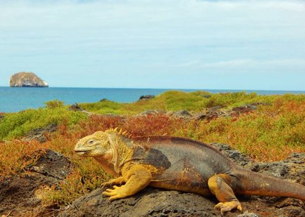 Ein Leguan sitzt auf einem Felsen, umgeben von buntem Gras, mit dem Ozean und einer kleinen Insel im Hintergrund.