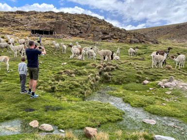 Ein Erwachsener und ein Kind stehen auf einer grünen Wiese, umgeben von einer Gruppe von Lamas und Alpakas.