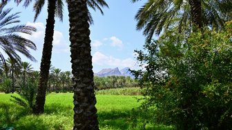 Blick auf Berge und Dattelpalmen in Al Hamra – Oman mit Kindern