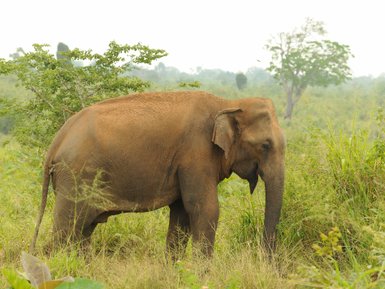 Ein einzelner Elefant steht inmitten üppiger grüner Landschaft – Sri Lanka Familienreise