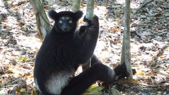 Ein schwarzer Indri sitzt auf dem Boden und umarmt einen Baumstamm, umgeben von buntem Laub und Sonnenlicht.