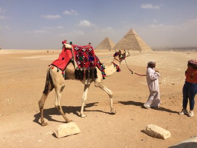 Kamel bei den Pyramiden von Gizeh in Kairo – Ägypten Reise mit Kindern
