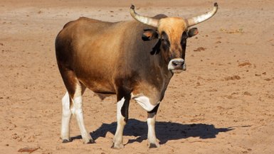 Ein Stier steht auf sandigem Boden - Namibia Familienurlaub