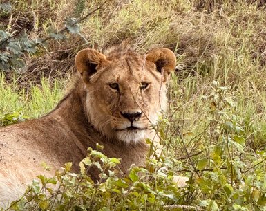 Löwin beobachtet aufmerksam die Umgebung im Serengeti-Nationalpark – Tansania Reise mit Kindern