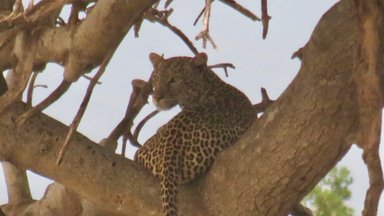 Ein Leopard sitzt entspannt auf einem dicken Ast, umgeben von Ästen und einem klaren Himmel im Hintergrund.