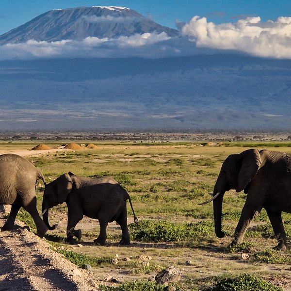 Eine Gruppe von Elefanten überquert einen staubigen Weg, während der majestätische Kilimandscharo im Hintergrund sichtbar ist.