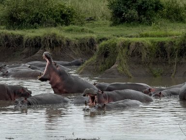 Gruppe von Flusspferden im Wasserbecken des Serengeti-Nationalparks – Tansania Familienreise