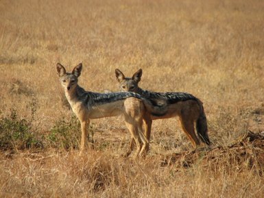 Zwei Schakale stehen in der trockenen Savanne, ihre Ohren aufrecht und aufmerksam, während sie die Umgebung beobachten.