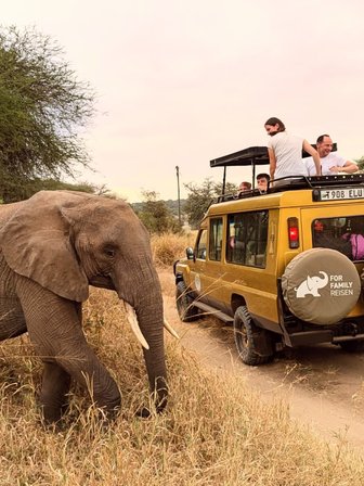 Elefant steht neben Jeep auf Safari - Tansania Safari mit Kindern