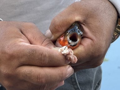 Ein Angler hält einen lebenden Piranha in der Hand, während dieser hungrig nach einem Stück Fleisch schnappt.
