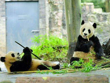 Zwei Pandas genießen frisches Bambus, während sie in einer grünen Umgebung entspannt sitzen und fressen.