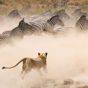 Eine Löwin jagt eine Herde von Zebras durch eine staubige Savanne, während die Tiere in Panik fliehen.