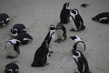 Eine Gruppe von Pinguinen sitzt auf dem Sand, einige schauen neugierig umher, während andere entspannt liegen.