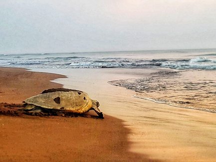 Eine große Meeresschildkröte kriecht am Strand des Tortuguero Nationalparks entlang – Costa Rica Reise mit Kindern
