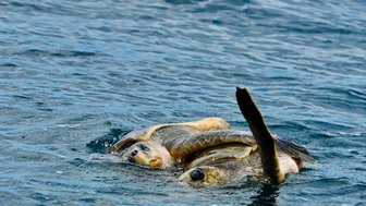 Zwei Meeresschildkröten schwimmen synchron an der Wasseroberfläche, der Ozean reflektiert sanft das Sonnenlicht.