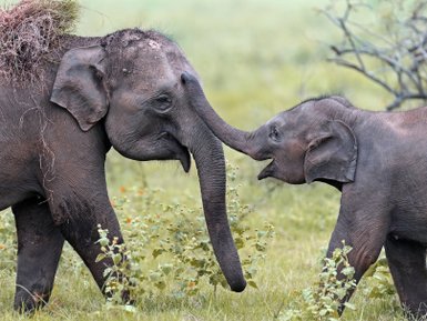 Elefanten bewegen sich durch das hohe Gras im Gal Oya Valley Nationalpark – Sri Lanka Familienreise