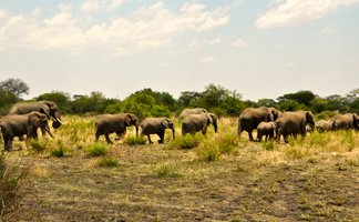 Gruppe von Elefanten durchstreift die saftig grüne Savanne – Tansania Reise mit Kindern