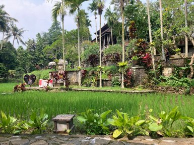 Eine grüne Reisfeldlandschaft mit üppigen Pflanzen und einem romantischen Tisch für zwei, umgeben von tropischen Bäumen.