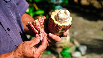 Ein Mann hält eine geöffnete Kakaofrucht in der Hand, während er die weißen Kakaosamen zeigt, umgeben von üppigem Grün.