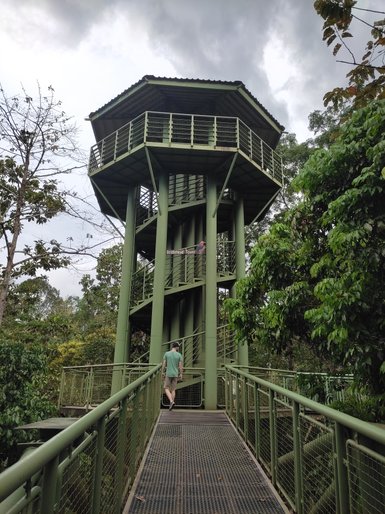 Brücke und Treppe führen durch die grüne Vegetation im Sepilok Rainforest Discovery Centre – Malaysia & Borneo Familienreise