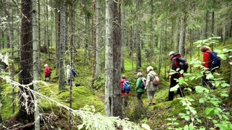 Eine Gruppe von Wanderern erkundet einen grünen Wald, umgeben von hohen Bäumen und moosbedecktem Boden.