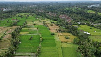 Luftaufnahme der Teeplantagen rund um Ubud – Bali mit Kindern