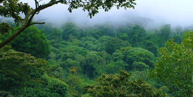 Dichte grüne Wälder erstrecken sich bis zum Horizont, von Nebel umhüllt und unberührt von menschlicher Hand.