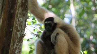 Gibbon-Affe sitzt auf einem Baumast in freier Natur – Kambodscha mit Kindern