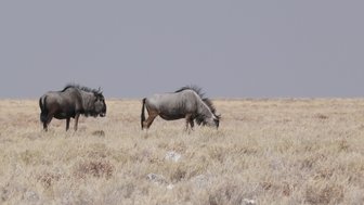 Zwei Gnus grasen auf einer Wiese - Namibia mit Jugendlichen