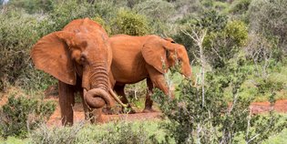 Zwei majestätische Elefanten mit rotem Erdboden umgeben, während sie durch die grüne Savanne Kenias wandern.