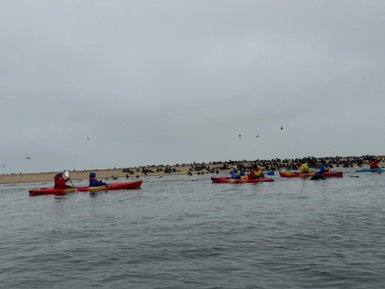 4 Kayaks im Wasser vor einer Kolonie Robben - Namibia mit Jugendlichen