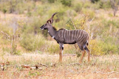 Eine Gazelle steht ruhig in der Steppe