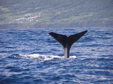 Ein Wal zeigt seine Schwanzflosse über der Wasseroberfläche, während die grüne Küstenlandschaft im Hintergrund sichtbar ist.