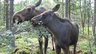 Zwei Elche stehen im Wald und fressen an einem Zweig, umgeben von grünen Bäumen und dichtem Unterholz.