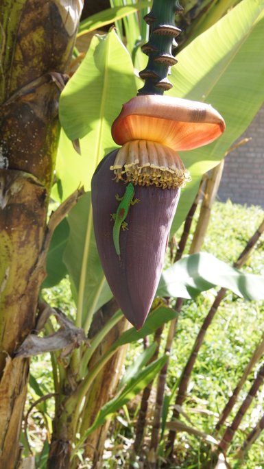 Eine leuchtend rote Bananenblüte hängt an einem grünen Stängel, während ein kleiner Gecko darauf sitzt und die Umgebung erkundet.