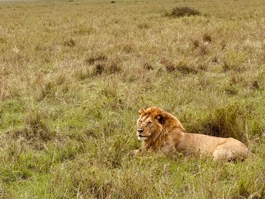 Löwe ruht stolz im hohen Gras der Serengeti – Tansania mit Kindern