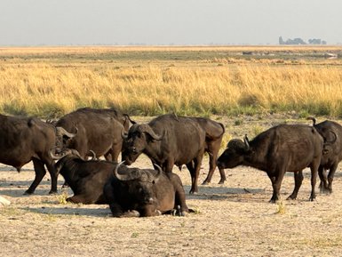 Eine Gruppe von Wasserbüffeln ruht in der trockenen Savanne, umgeben von hohem Gras und einer weiten, offenen Landschaft.