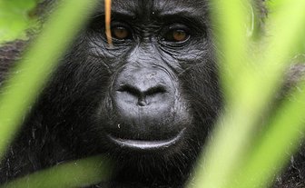 Ein Gorilla blickt aufmerksam durch das dichte Grün, seine großen, braunen Augen strahlen Intelligenz und Ruhe aus.
