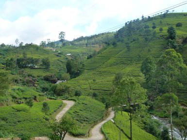 Sattgrüne Teesträucher in Nuwara Eliya – Sri Lanka mit Kindern