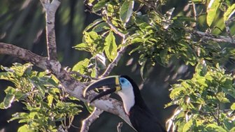 Ein Tukan sitzt auf einem Ast, umgeben von üppigem grünem Laub, mit einem auffälligen gelben Schnabel und blauen Augen.
