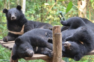 Drei Schwarzbären entspannen auf einer Holzplattform, umgeben von üppigem Grün im Hintergrund.