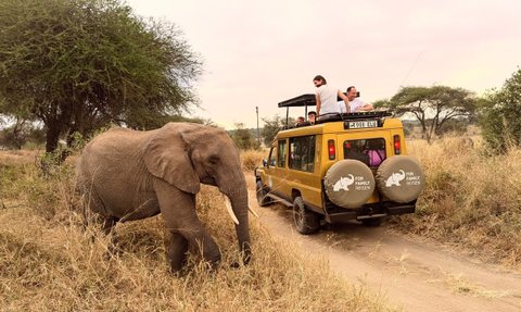 Elefant steht neben Jeep auf Safari - Tansania Safari mit Kindern