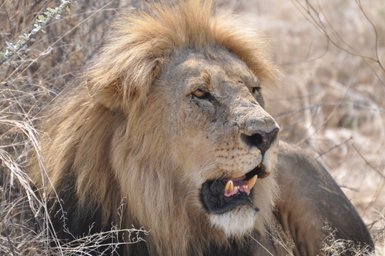 Ein Löwe liegt entspannt auf dem Boden und blickt in die Ferne - Namibia Rundreise mit Kindern