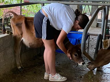 Teenagerin streichelt eine Kuh auf der Farm der Tamarind Gardens – Sri Lanka mit Kindern