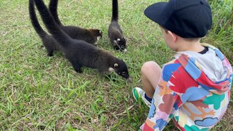 Kleines Kind fasziniert von einem Nasenbären – Costa Rica Reise mit Kindern