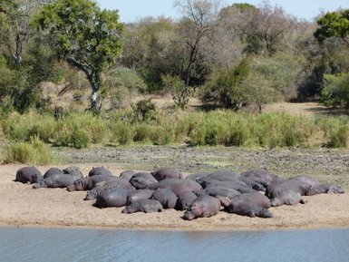 Entspannte Flusspferde ruhen im kühlen Wasser eines südafrikanischen Flusses – Südafrika mit Kindern