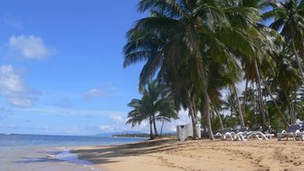 Ein sonniger Strand in der Dominikanischen Republik, umgeben von hohen Palmen und einem klaren blauen Himmel.