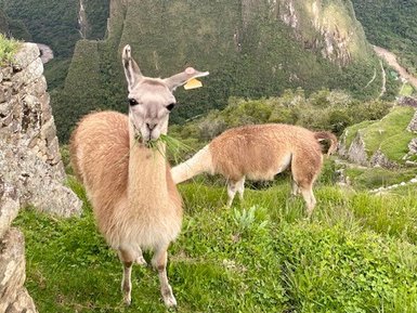 Zwei Lamas grasen friedlich auf einer grünen Wiese mit dem beeindruckenden Machu Picchu im Hintergrund.